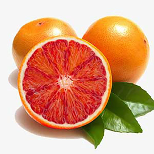 نهال پرتقال توسرخ