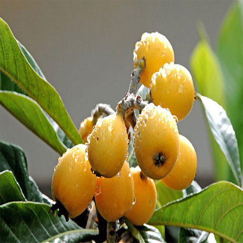 نهال میوه ازگیل ژاپنی