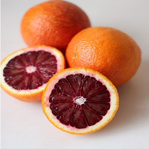 نهال پرتقال خونی مورو